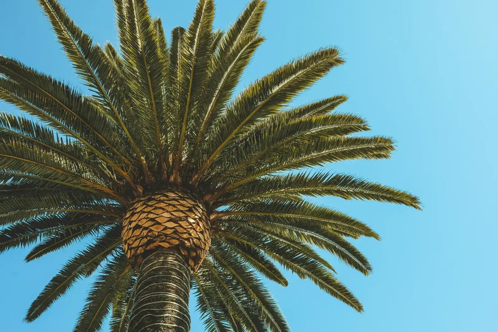 Palmera vista desde abajo antes de su poda en una comunidad de Alicante